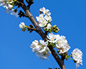 Orchard Blossom 84